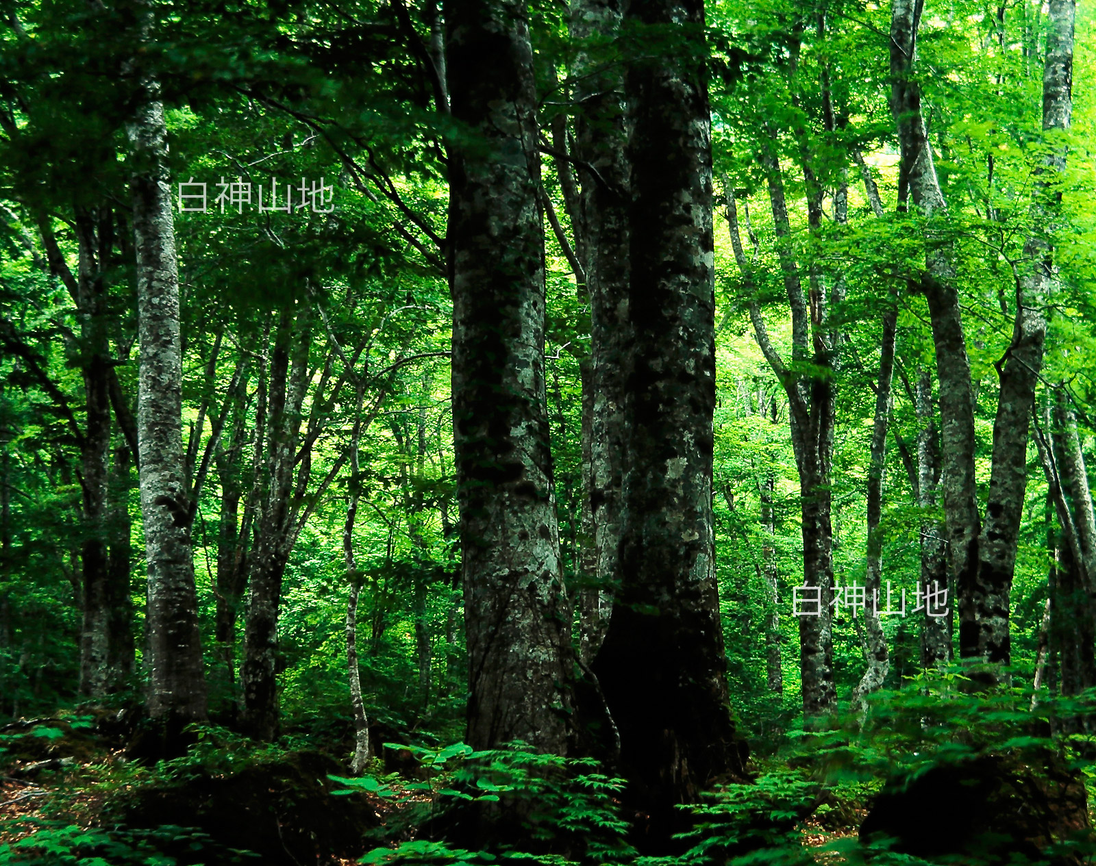世界自然遺産「白神山地」ブナ原生林　6月