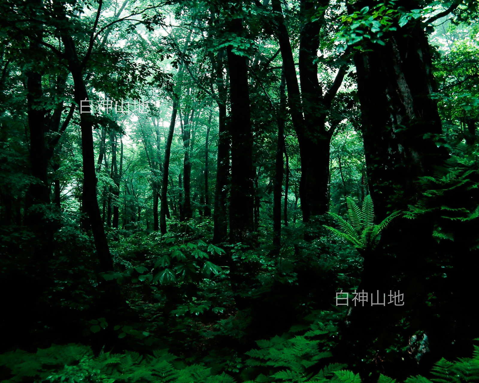 世界自然遺産「白神山地」ブナ原生林　6月