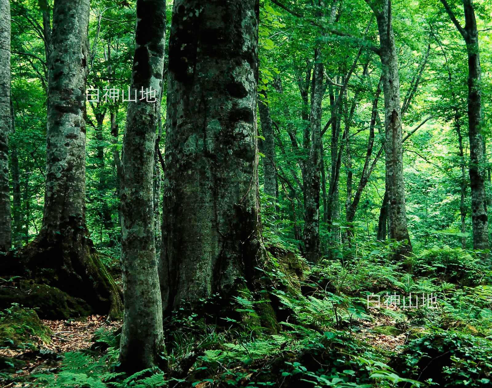 世界自然遺産「白神山地」ブナ原生林　6月
