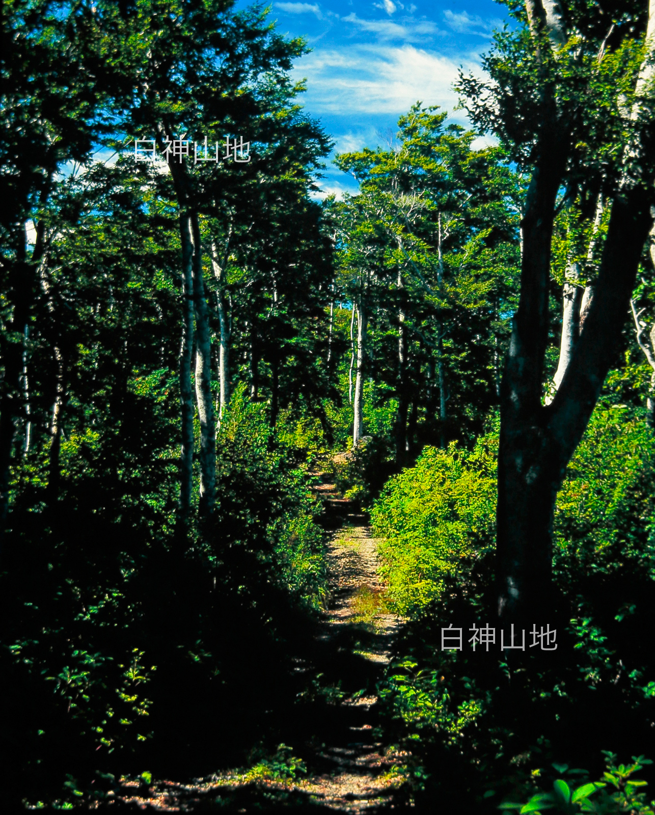 世界自然遺産「白神山地」ブナの林道　6月