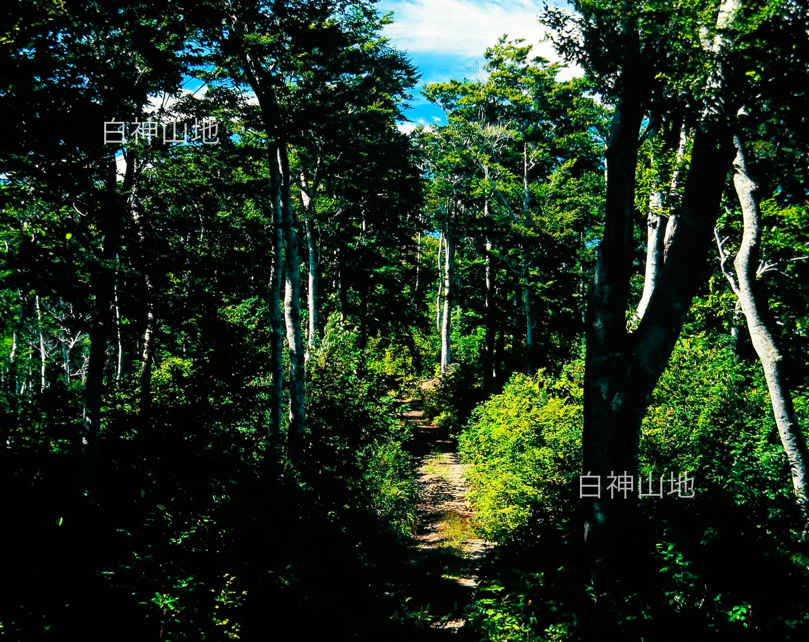 世界自然遺産「白神山地」ブナの林道　6月