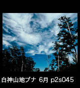 初夏の世界自然遺産白神山地ブナ