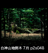 世界自然遺産白神山地ブナ倒木