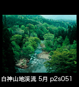 世界自然遺産白神山地渓流画像