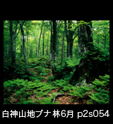 世界遺産白神山地新緑のブナ林画像