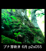 世界自然遺産「白神山地」大木の根元に生えるブナの幼木　ブナの発芽　6月