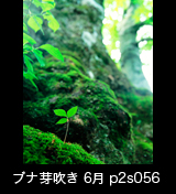 世界自然遺産「白神山地」大木の根元に生えるブナの幼木　ブナの発芽　縦の画像　6月