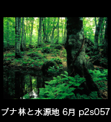 世界自然遺産「白神山地」新緑のブナ原生林と源泉　6月　
