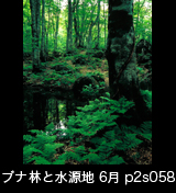 世界自然遺産「白神山地」新緑のブナ原生林と源泉　縦の画像　6月