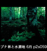 世界自然遺産「白神山地」早朝のブナ原生林と源泉　6月