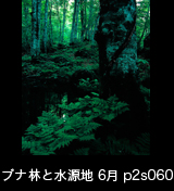 世界自然遺産「白神山地」早朝のブナ原生林と源泉　縦の画像　6月