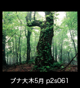 世界自然遺産「白神山地」蔦が絡むブナの巨木　5月