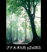 世界自然遺産「白神山地」新緑が霧に霞む残雪のブナ林　5月