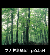 世界自然遺産「白神山地」新緑のブナ原生林　5月