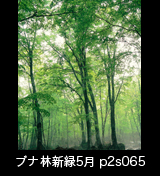 世界自然遺産「白神山地」新緑のブナ原生林　残雪　縦の画像　5月　p2s065