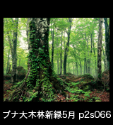 世界自然遺産「白神山地」蔦が絡むブナの巨木と新緑のブナ林　縦の画像　5月　p2s067