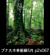 世界自然遺産「白神山地」蔦が絡むブナの巨木と新緑のブナ林　縦の画像　5月　p2s067
