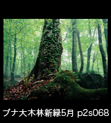 世界自然遺産「白神山地」蔦が絡む新緑ブナの巨木と太い根　5月　p2s068