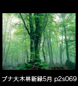 世界自然遺産「白神山地」霧に霞む新緑のブナ林　5月　p2s069
