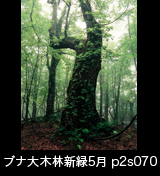 世界自然遺産「白神山地」蔦がからむ新緑のブナ大木　5月　p2s070