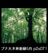 世界自然遺産「白神山地」新緑のブナ原生林　5月　p2s071