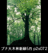 世界自然遺産「白神山地」新緑のブナ原生林　縦の画像　5月　p2s072
