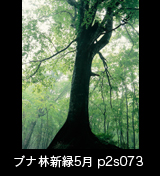 世界自然遺産「白神山地」新緑のブナ原生林　縦の画像　5月　p2s073