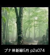   世界自然遺産「白神山地」霧に霞む新緑のブナ原生林　残雪　5月　p2s074