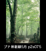 世界自然遺産「白神山地」霧に霞む新緑のブナ原生林　残雪　縦の画像　5月