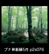 世界自然遺産「白神山地」霧に霞む新緑のブナ原生林　残雪　5月 p2076