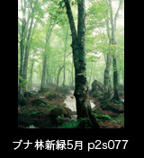 世界自然遺産「白神山地」霧に霞む新緑のブナ原生林　残雪　5月　p2s077