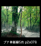 世界自然遺産「白神山地」新緑のブナ原生林　残雪　5月　p2s078