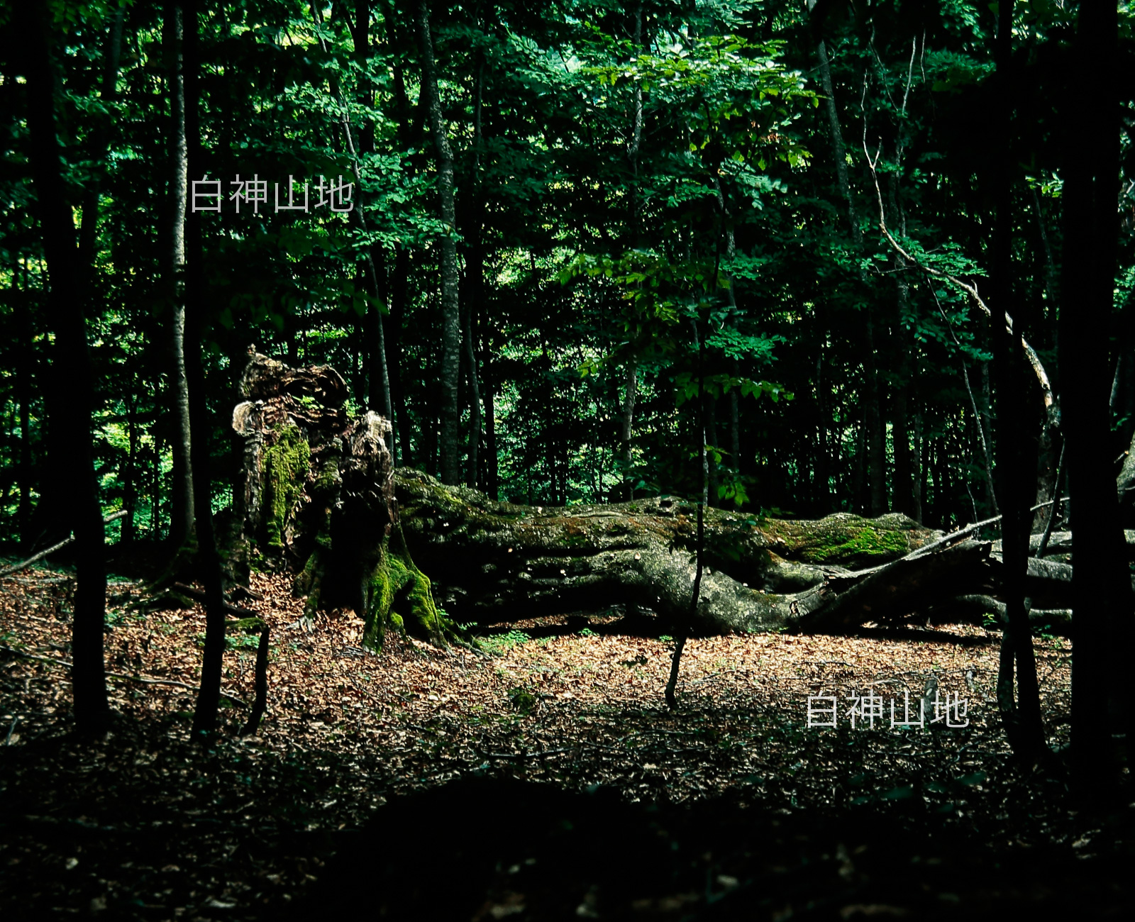 世界自然遺産「白神山地」ブナ林の倒木画像