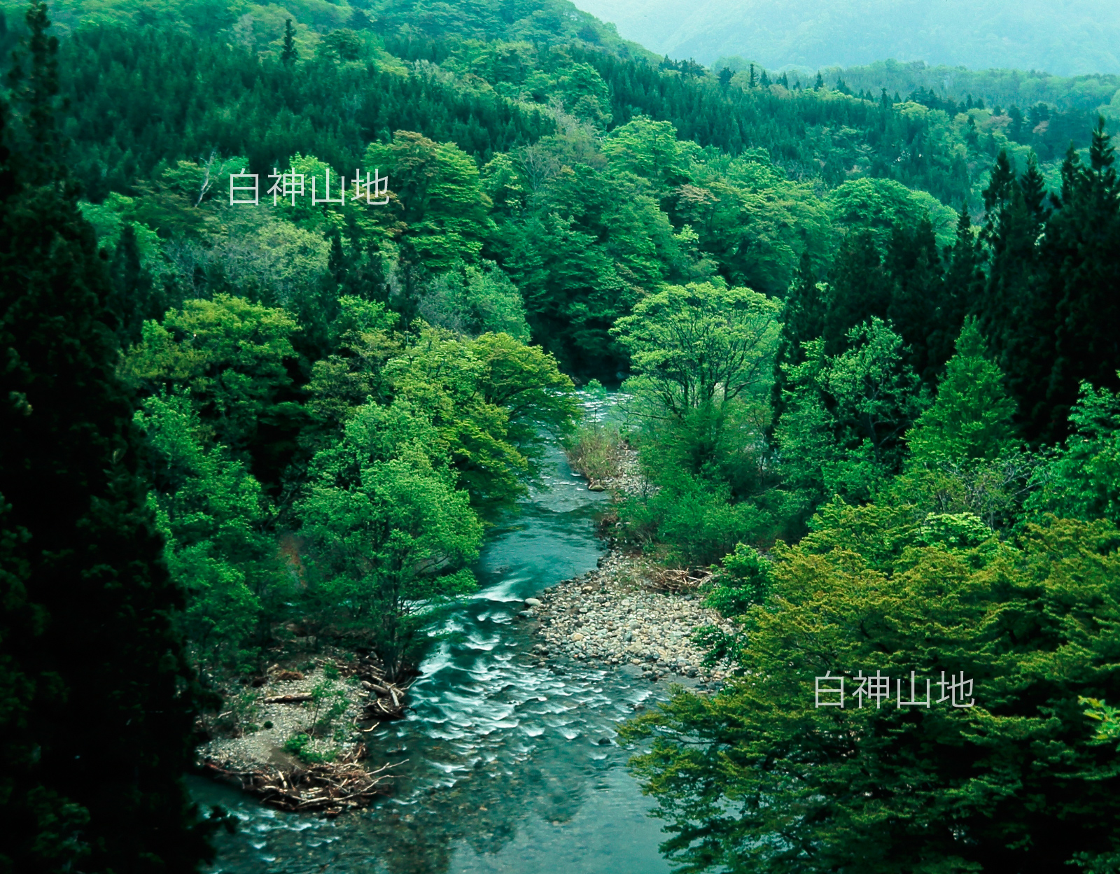 世界自然遺産「白神山地」新緑の 渓流
