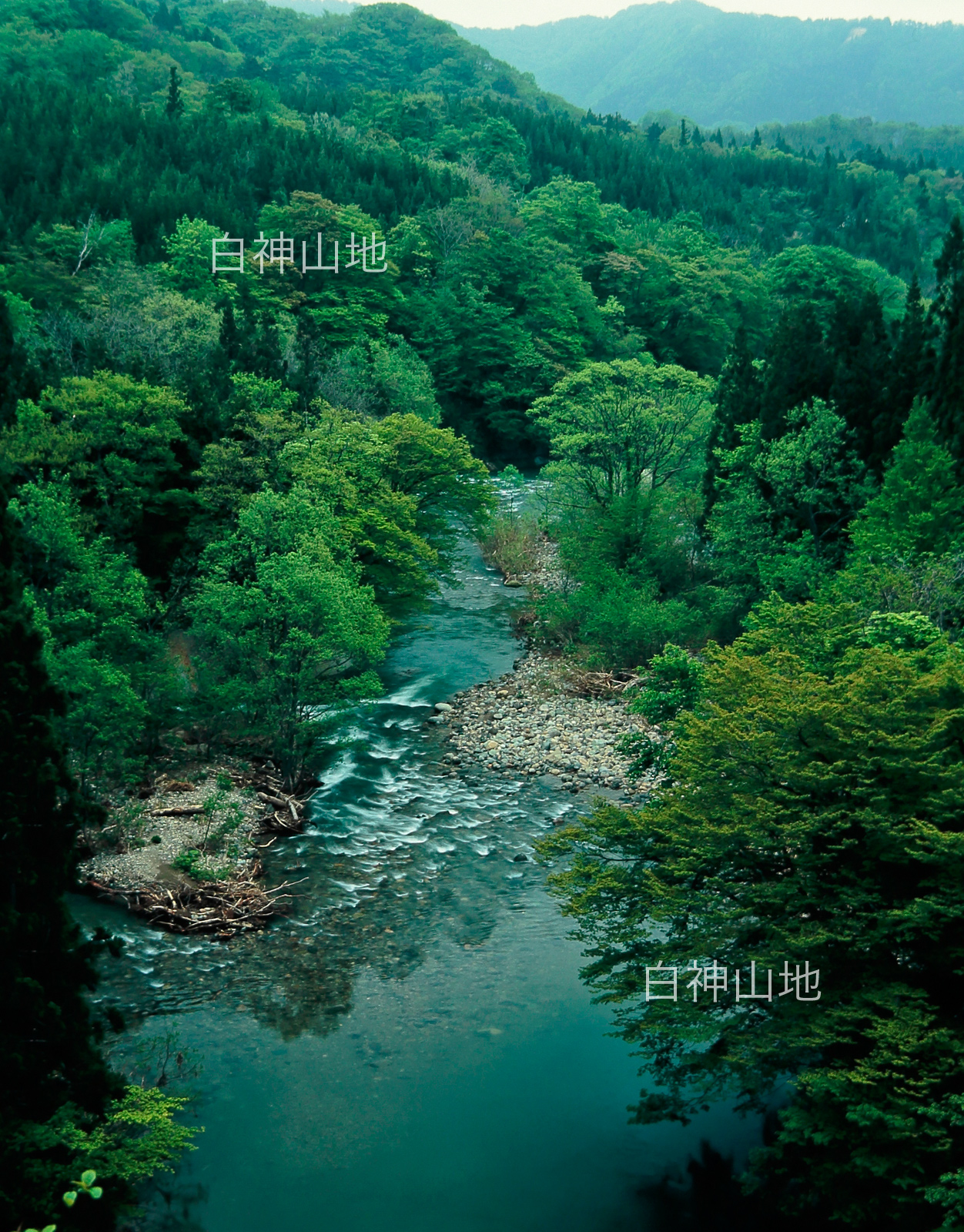 世界自然遺産「白神山地」新緑の 渓流