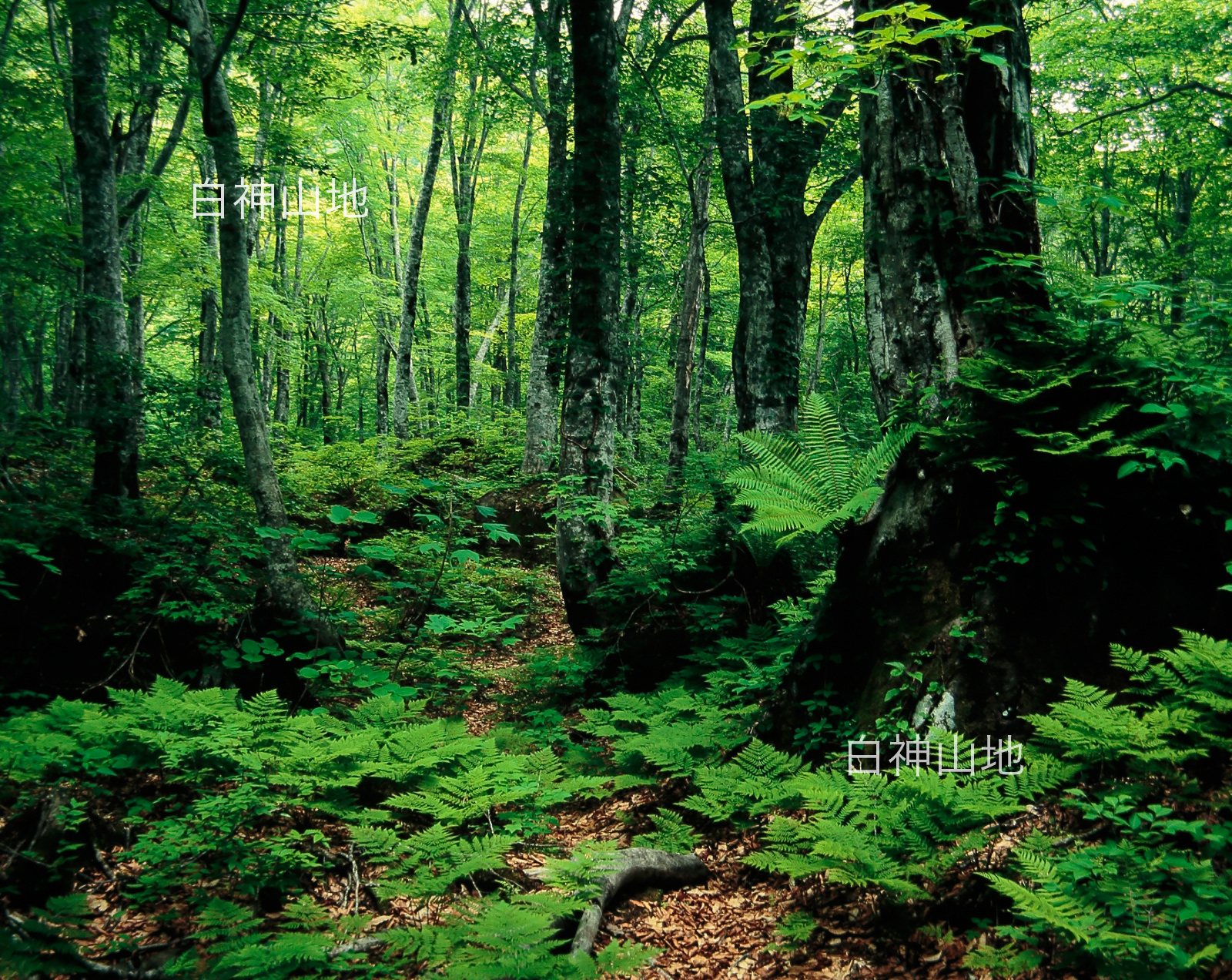 世界自然遺産「白神山地」新緑のブナ原生林　6月