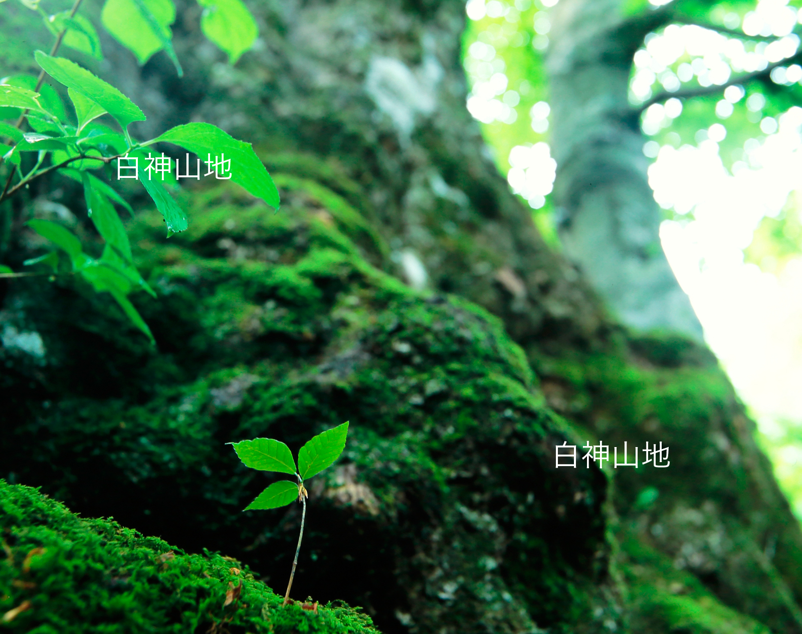 世界自然遺産「白神山地」大木の根元に生えるブナの幼木　ブナの発芽　6月