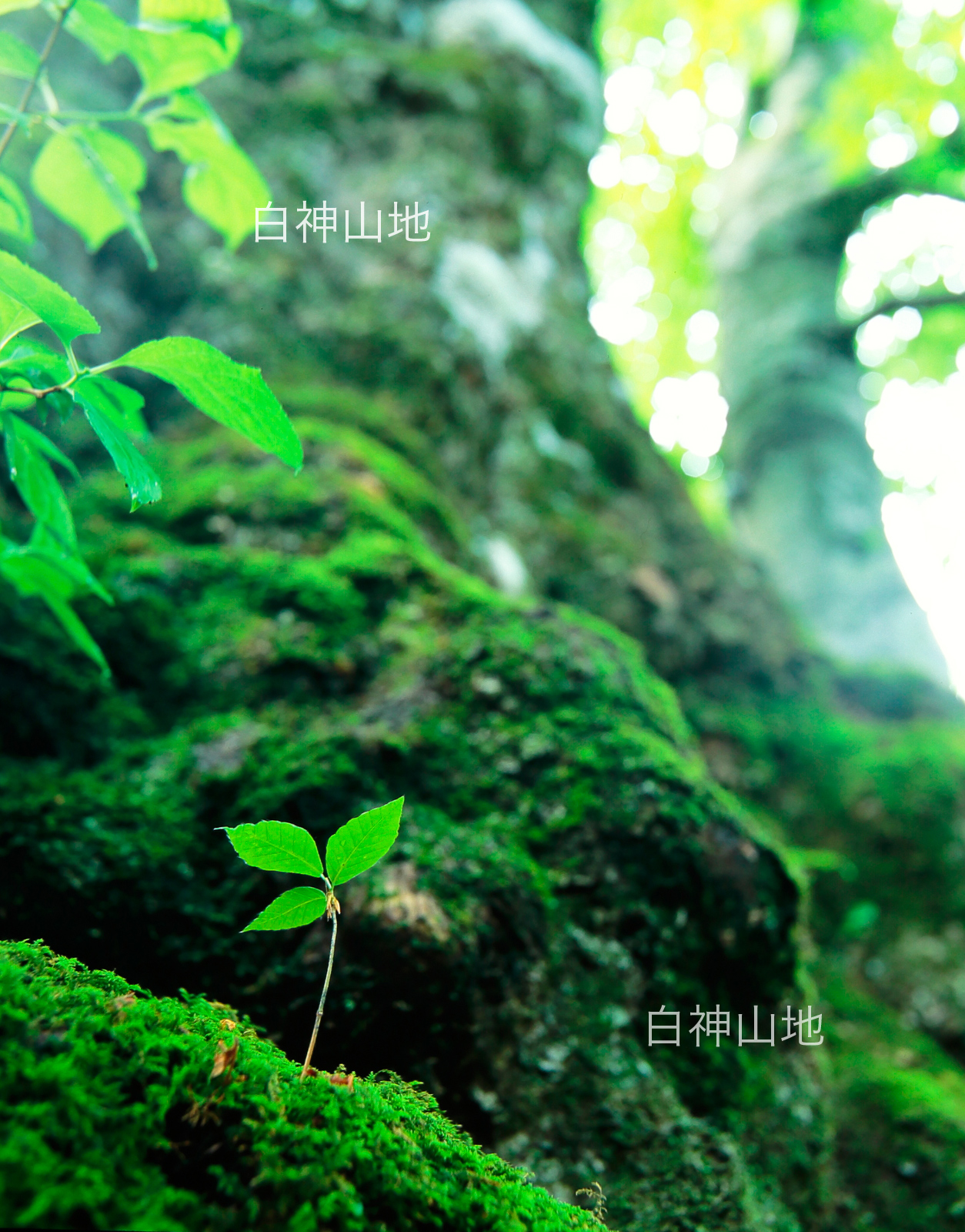世界自然遺産「白神山地」大木の根元に生えるブナの幼木　ブナの発芽　縦の画像　6月