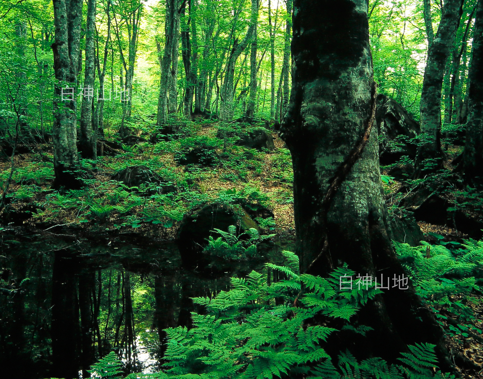世界自然遺産「白神山地」新緑のブナ原生林　6月