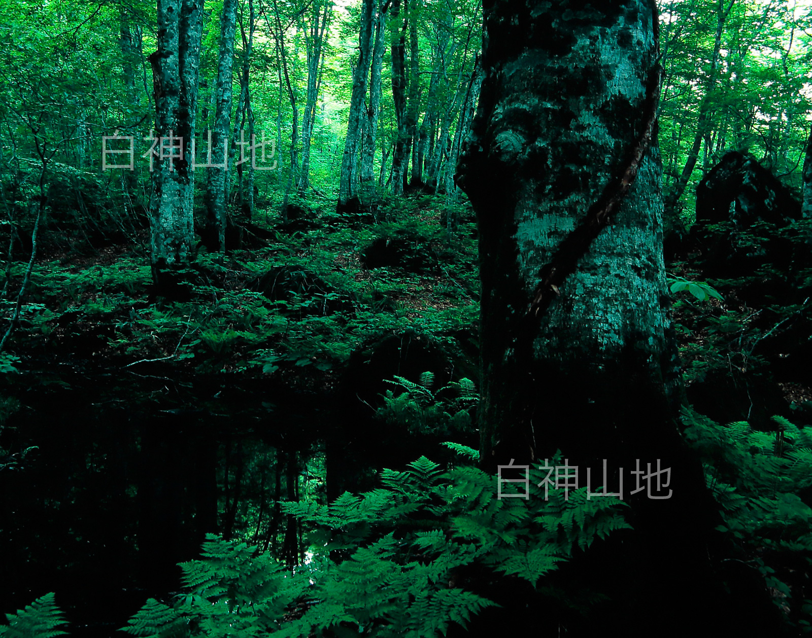 世界自然遺産「白神山地」早朝のブナ原生林と源泉　6月