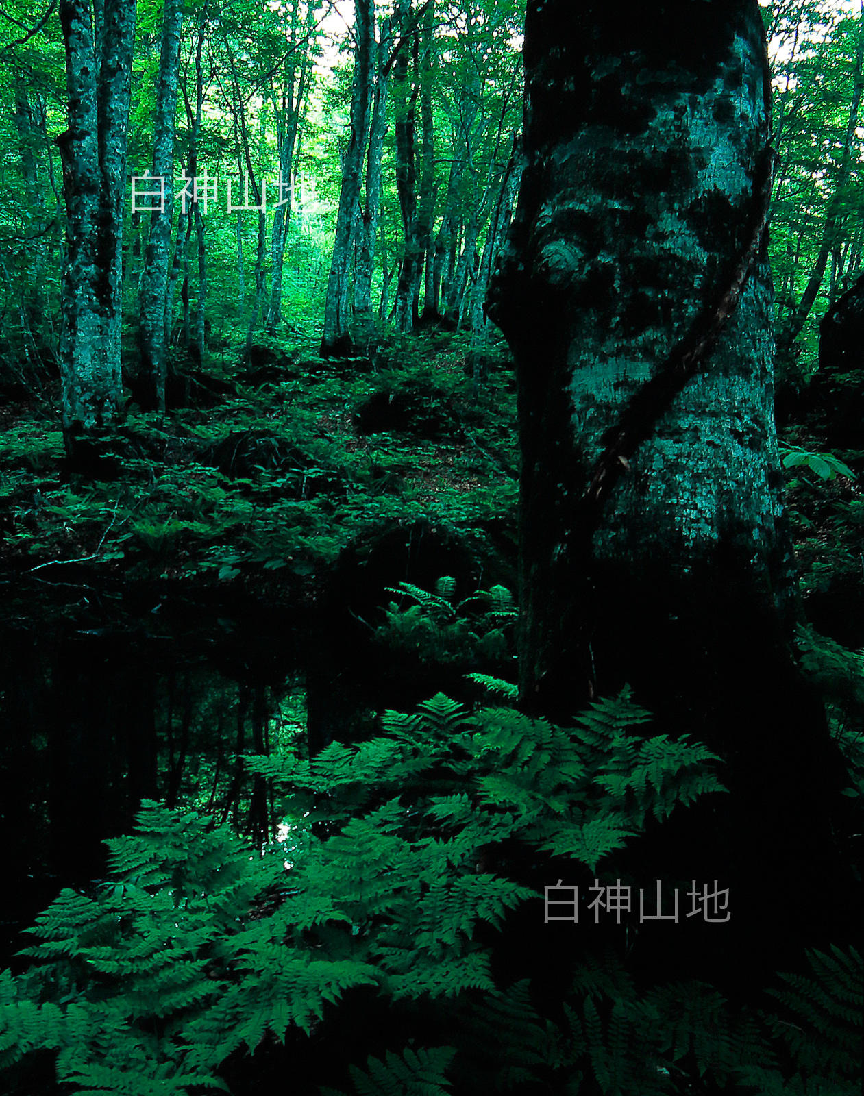 世界自然遺産「白神山地」早朝のブナ原生林と源泉　縦の画像　6月