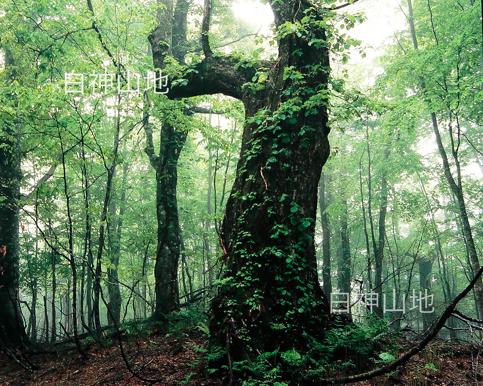 世界自然遺産「白神山地」蔦が絡むブナの巨木　5月
