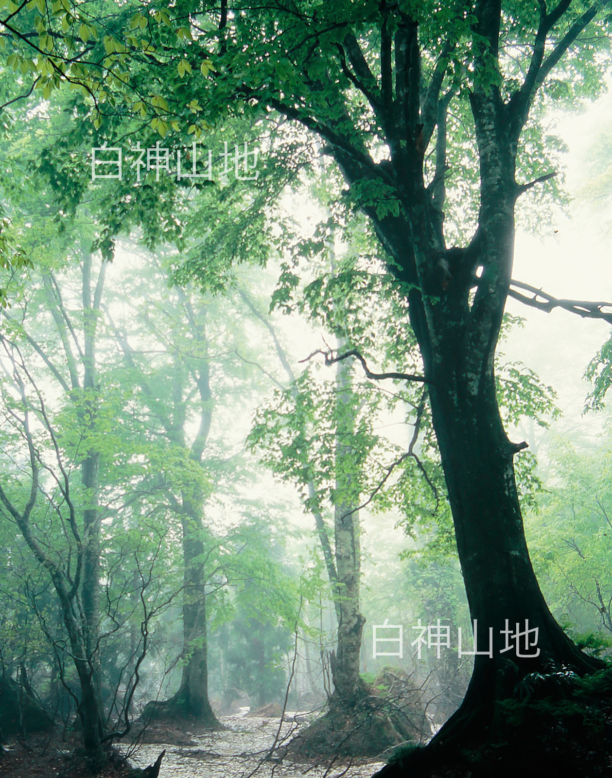 世界自然遺産「白神山地」新緑が霧に霞む残雪のブナ林　5月