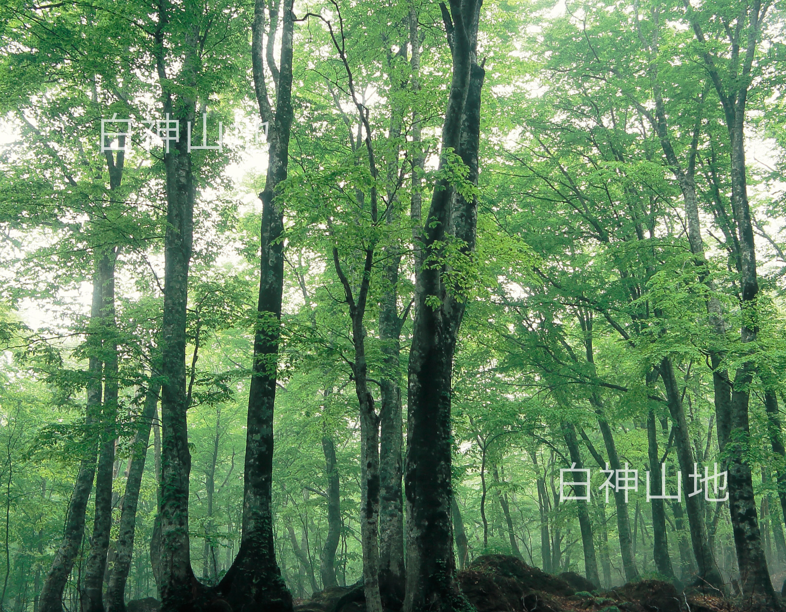 世界自然遺産「白神山地」新緑のブナ原生林　5月