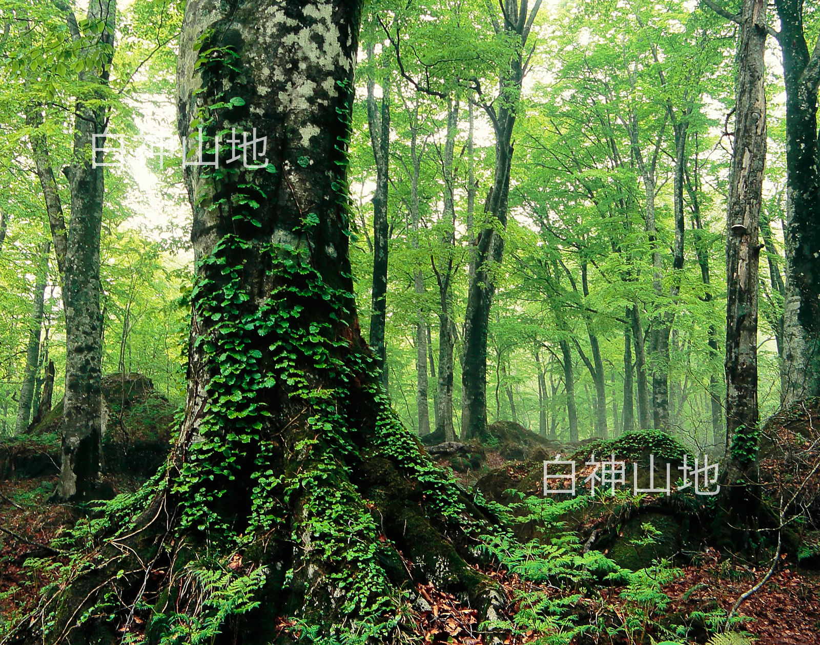 世界自然遺産「白神山地」蔦が絡むブナの巨木と新緑のブナ林　5月　p2s066