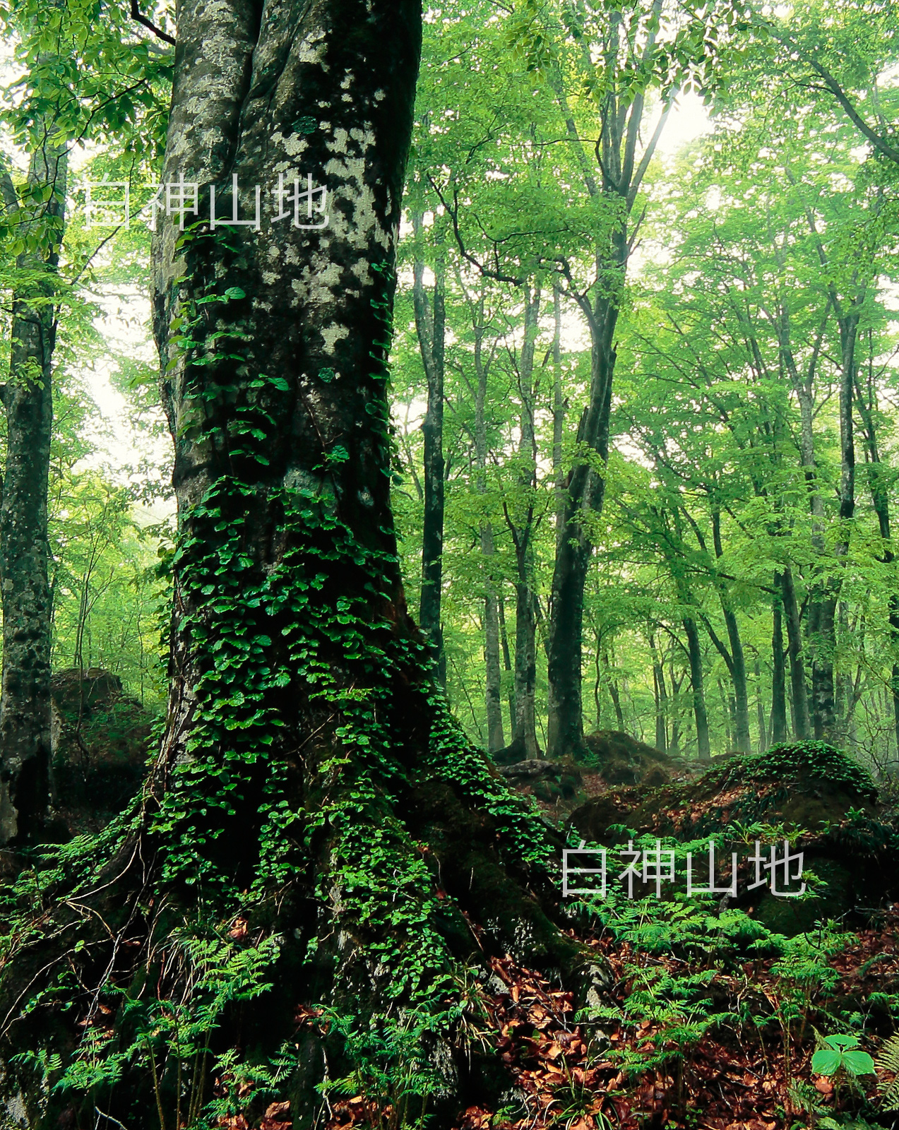 世界自然遺産「白神山地」蔦が絡むブナの巨木と新緑のブナ林　縦の画像　5月　p2s067