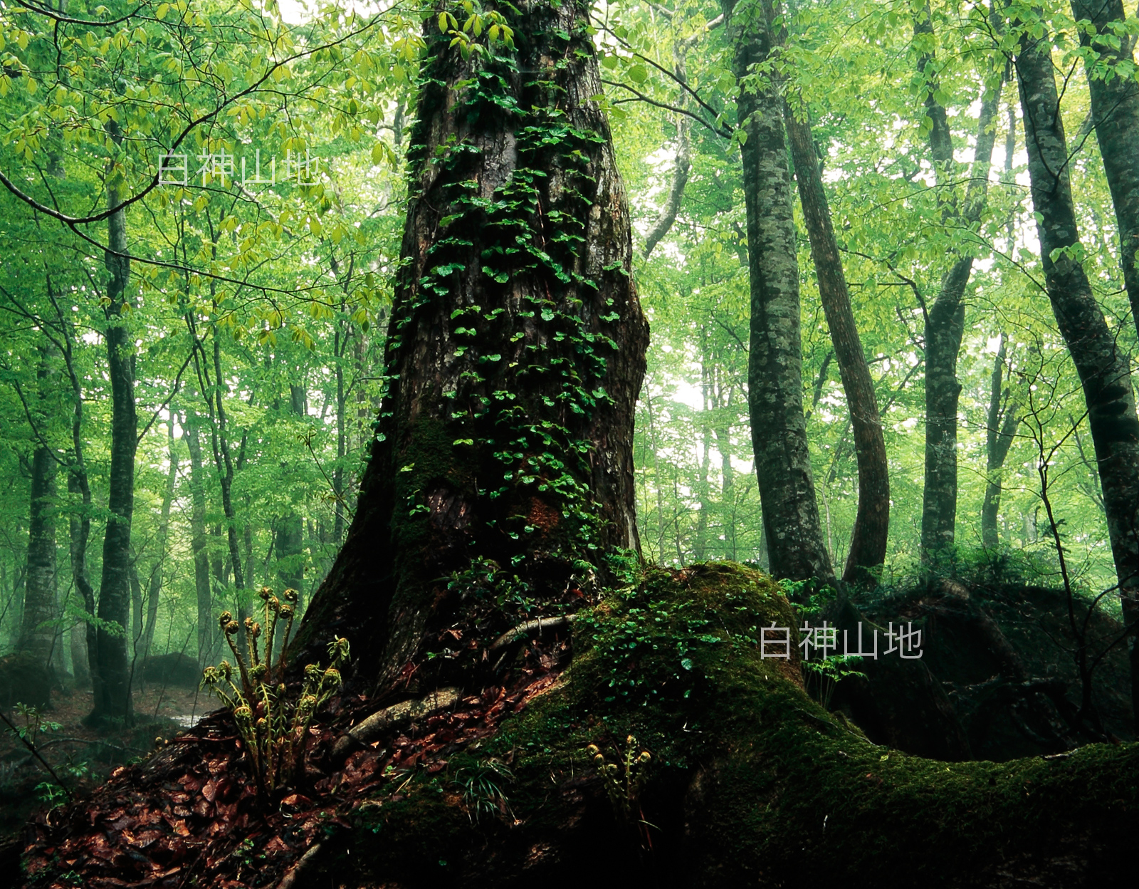 世界自然遺産「白神山地」蔦が絡む新緑ブナの巨木と太い根　5月　p2s068