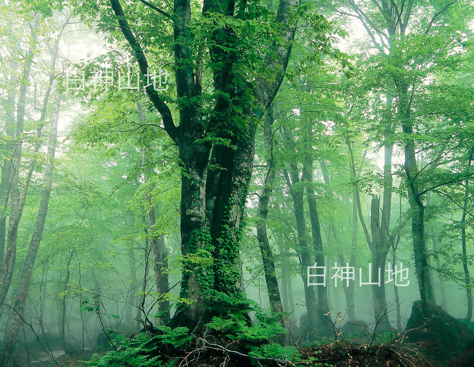 世界自然遺産「白神山地」霧に霞む新緑のブナ林　5月　p2s069