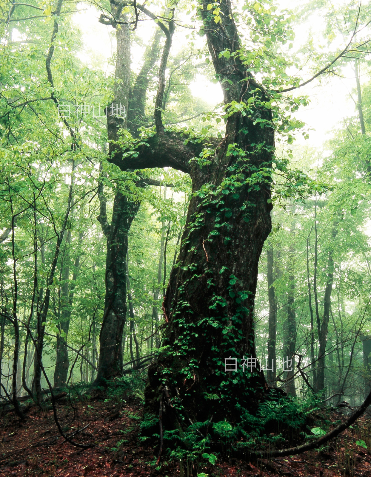 世界自然遺産「白神山地」蔦がからむ新緑のブナ大木　5月　p2s070