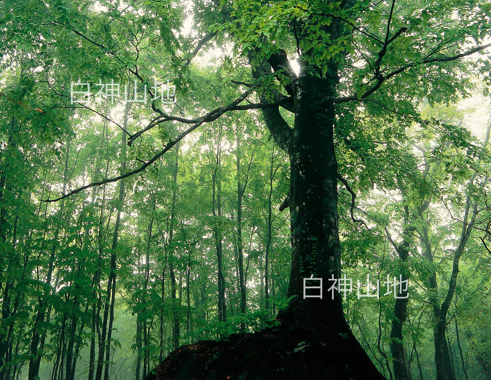 世界自然遺産「白神山地」新緑のブナ原生林　5月　p2s071